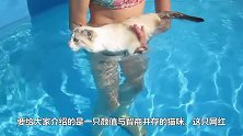 一只超会玩滑板的猫咪，还在狗狗面前炫技能！网友我养了只假猫