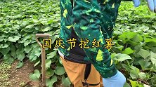 国庆节回乡下菜地挖红薯，几分钟就收获10几斤，太好挖了