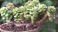 快要到冬季了，多肉可能受不了严寒，做点“措施”来取暖