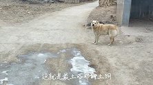 两条大土狗挡路，大黄狗看着就害怕，看见这种狗躲远点