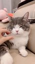 这只猫好像不太聪明的亚子