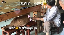 说着不爱猫，却给猫咪做了个猫抓桌腿