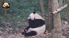 熊猫北川站起来，一次拿两块儿胡萝卜，美滋滋地吃起来，好萌