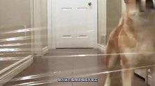 在过道设置透明墙，柴犬会一头撞上去吗主人这智商有点喜人