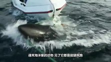 鲨鱼怀孕就像是“养蛊”！小鲨鱼还在母体内，就会互相残杀！