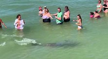 美国：佛罗里达海滩的一只海豚给人们带来欢乐
