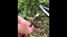 果树嫁接技术分享