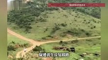 画面曝光！儿童摔倒疑遭黄牛反复踩踏，男子大喊吓退牛群一把将人抱出，当地回应