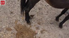 倔骡一瘸一拐，蹄子变型扭成麻花，师傅一刀切下半个蹄真痛快
