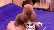 泰迪和媳妇卿卿我我，这是在给主人撒狗粮吗