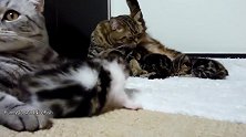 好机灵的猫咪啊，这大大的眼睛，有趣极了！