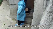 大熊猫兴兴在日本意外死亡，国人表示：大熊猫不想再借给你们了！