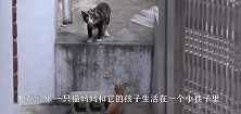 残疾小猫被陌生人捉住，猫妈妈一路追赶，原来真相在这里
