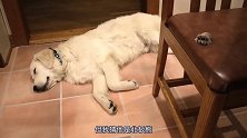 第六集：萌死人不偿命！奶音小蜘蛛卢卡斯，北极熊