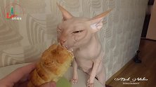 爱吃奶油的斯芬克斯猫，整个牛角包的奶油都让它吃了