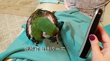 主人打电话来问好，一旁的鹦鹉偏要接听，开口第一句就亮了