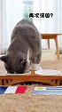 我家四只猫4:1法国vs乌拉圭，咋说？能买嘛？