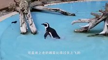 企鹅发现水管在漏水，手忙脚乱将其堵上，镜头记录搞笑一幕