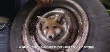 贪玩的小狐狸头被卡在汽车轮胎里，多亏了好心人的救助啊