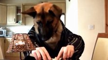 小狗还会用刀叉，它正在吃着蛋糕，可别都整身上了啊