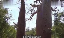 沙漠中的“生命之树”,能够存水2吨,移植到我国后却变成这样!