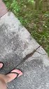 猫：铲屎的，我屁股痒，快帮我挠挠！