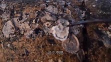 猪猪今天佛系赶海，野生海货抓起来就生吃，这味道一般人接受不了
