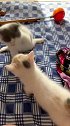 猫你别过来，我很凶的！