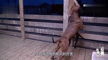 主人在棚子上挂了个绳子，俩比特犬马上就像打了“鸡血”，太恐怖