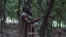 为啥非洲盛产巧克力，当地小孩却都不吃？看完制作过程你就知道了