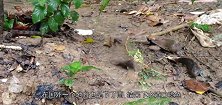 一场暴雨后，成千上万的生物漂浮在河面，引村民的恐慌