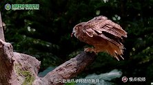 趣味动物系列：这鸟骨骼惊奇，头部旋转270度开眼了