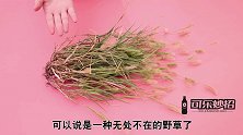 今天才知道，狗尾巴草放水里煮一煮，一年能省几百块，可惜才学会