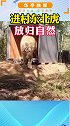 5月18日，我国将首次成功救护的野生东北虎，放归自然。   热门