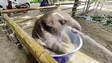 泰国：七个月大小象在浴盆里洗澡，任凭饲养员用软管冲洗