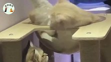 猫咪在上层猫窝舒服躺着，小伙伴要求挠痒痒，猫咪伸爪抵墙才挠到