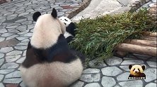 身材圆滚滚的熊猫妈妈全程背影示人超可爱，完全抢了熊孩子的风头