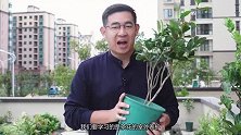 园艺师教你茶花怎么养，这可能是关于茶花，最全面的养护教程了