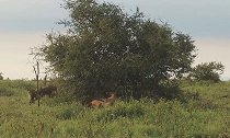 南非国家公园内一猎豹追豺狼被拍 绕着树一圈一圈跑