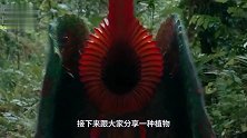 世界上最可怕的树，可以吃掉一整头羊！捕食方式看得心惊