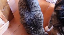 好可爱的猫咪们啊，看你们这胖乎乎的样子，还是少吃一点吧！
