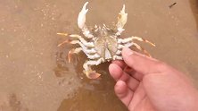 大潮在沙滩上捡到漂亮的松塔，还收获了大蛏王