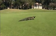 美国佛罗里达州一只鳄鱼嘴里叼着一条鱼闯入高尔夫球场