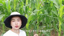 玉米防虫有个“小技巧”，学到了，一棵玉米结两颗