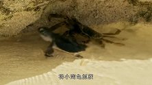 乌龟守株待兔捕食螃蟹，螃群奋力反抗，网友：生存不易！