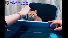 猫界的麻友 三人一起坑猫 猫粮惨烈输掉