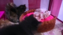 好可爱的猫咪们啊，它们在一起玩耍的模样，真是有趣极了！