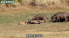 不可思议的救援行动，母狮面对牛群面不改色，下一秒立马破功