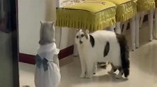 猫界认怂的姿势，应该就是这样吧