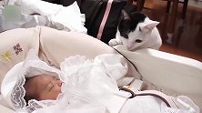瞧这花猫长的多俊啊，看到小婴儿，怎么就落荒而逃了